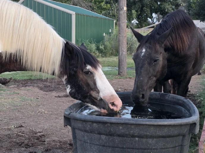 Two of our rescued horses used for therapy