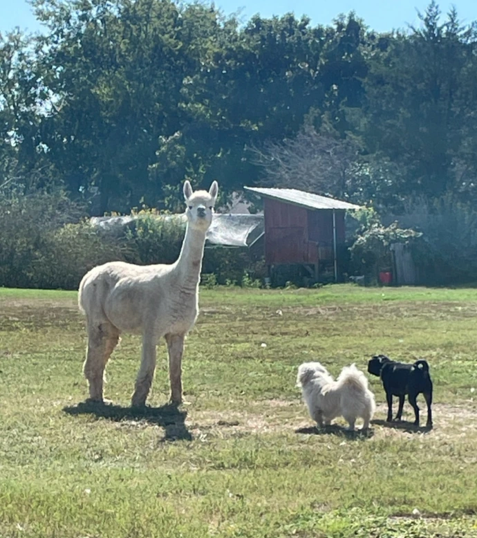 Alpaca and our Therapy Dogs