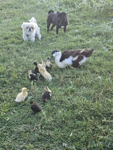 Individual Therapy >60k